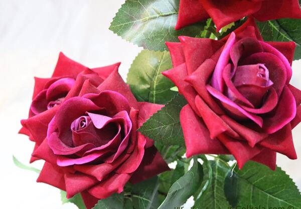 عکس گل رز لمسی