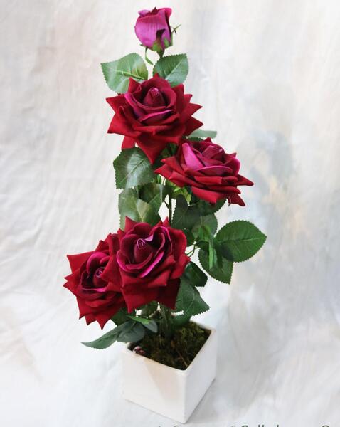 عکس گل رز لمسی