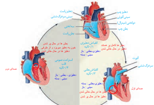 عکس مهمت در ضربان قلب