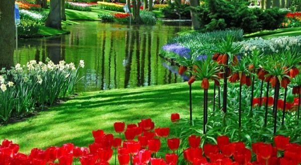 عکس طبیعت زیبا گل