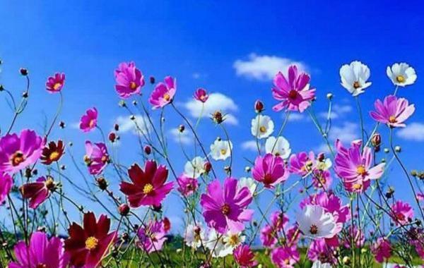 عکس طبیعت زیبا گل