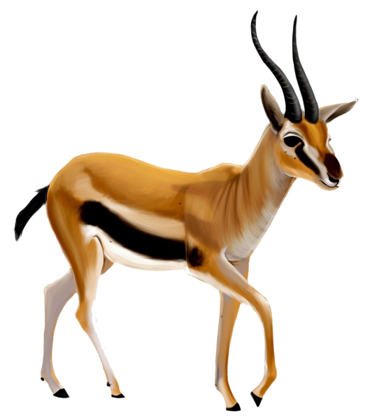 عکس دانلود وکتور غزال