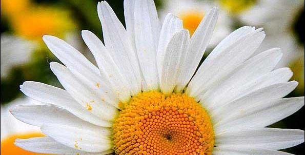 عکسی از گل بابونه