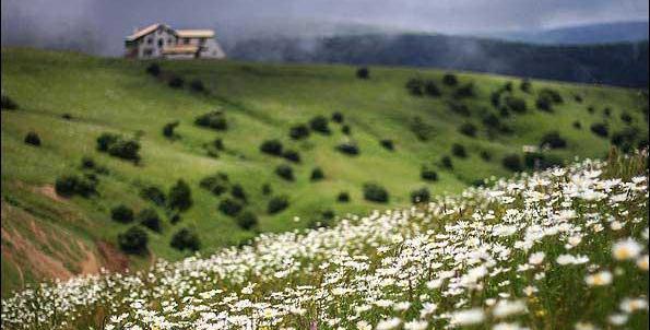 عکسی از گل بابونه