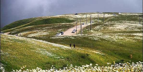 عکسی از گل بابونه