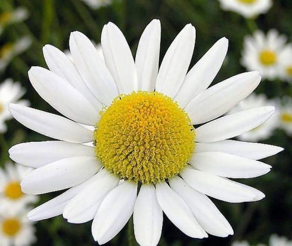 عکسی از گل بابونه