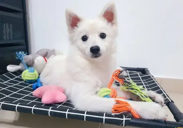 عکس پامرانین اشپیتز