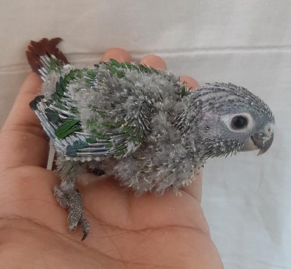عکس طوطی گرینچیک ماده