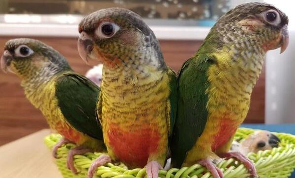 عکس طوطی گرینچیک ماده
