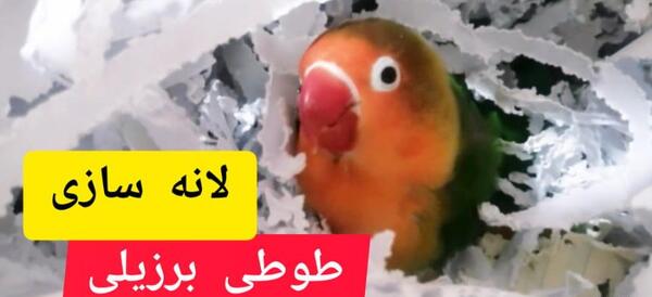 عکس طوطی گرینچیک ماده