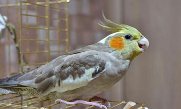 عکس طوطی گرینچیک ماده