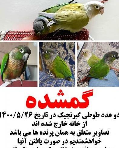 عکس طوطی گرینچیک ماده