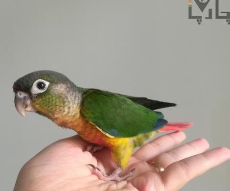 عکس طوطی گرینچیک ماده