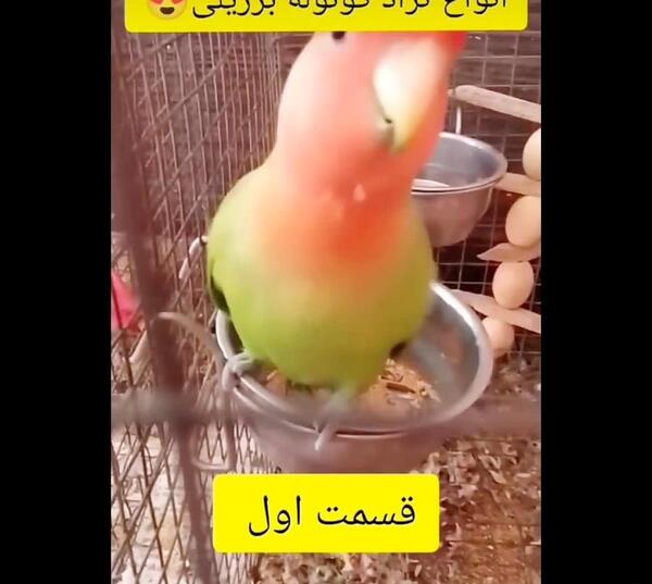 عکس طوطی گرینچیک ماده