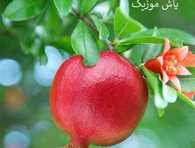 عکس عین الله مریمی