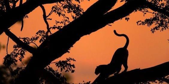 چگونه عکس ضد نور بگیریم
