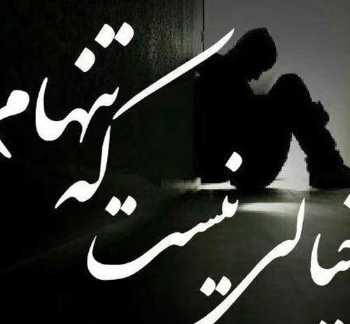 عکس میمون حامله