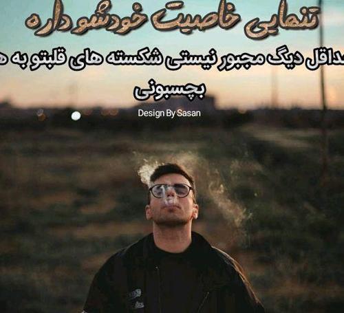 عکس میمون حامله