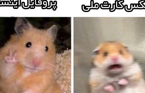 عکس همستر کیوت