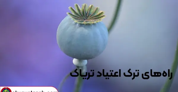 عکس تریاک شیر
