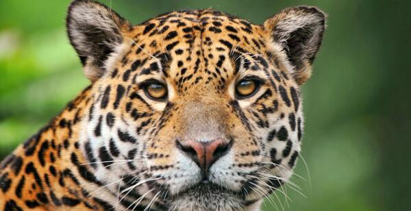 عکس پلنگ چوبی