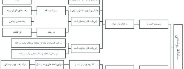 عکس بافت پارانشیم