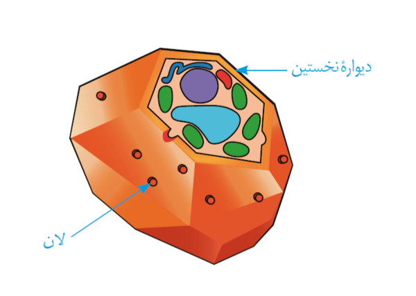 عکس بافت پارانشیم