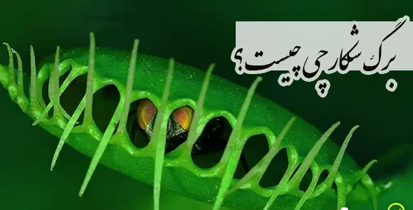 عکس بافت پارانشیم