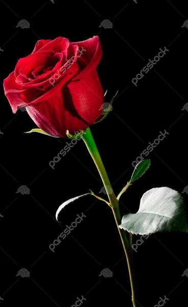 عکس گل رز ابی برای تصویر زمینه