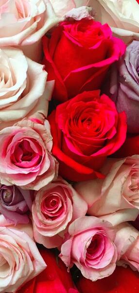 عکس گل رز ابی برای تصویر زمینه