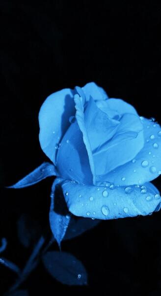 عکس گل رز ابی برای تصویر زمینه