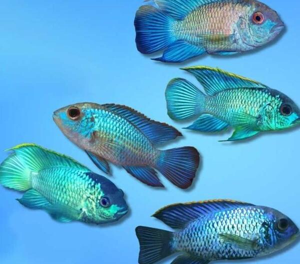عکس ماهی دیسکس بلو دایموند