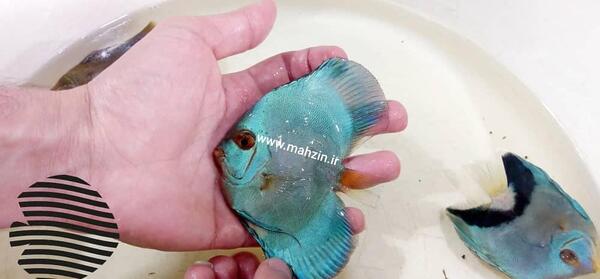 عکس ماهی دیسکس بلو دایموند