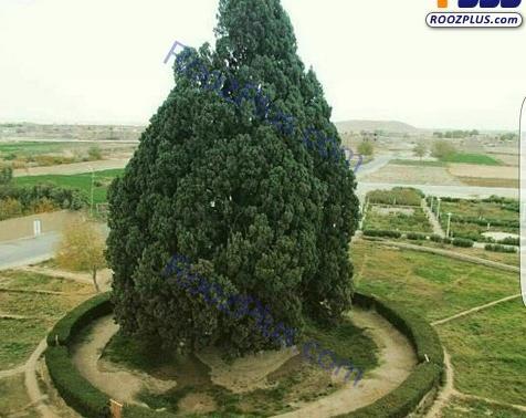 عکس پای شیلا خداداد