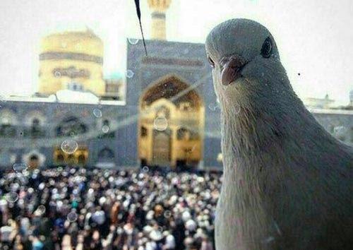 عکس پروفایل مشهد حرم امام رضا