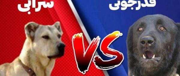 عکس سگ وحشی دعوا