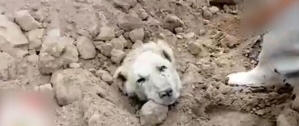 عکس سگ وحشی دعوا