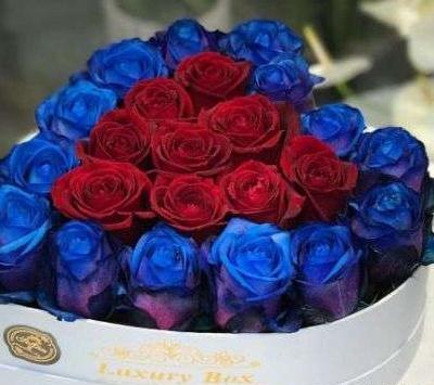 عکس شیر قرمز و آبی