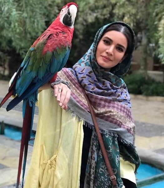 عکس طوطی آرا آبی