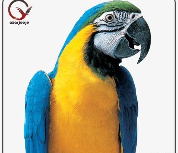 عکس طوطی آرا آبی