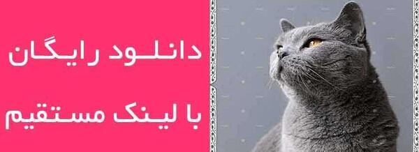 عکس بک گراند گربه