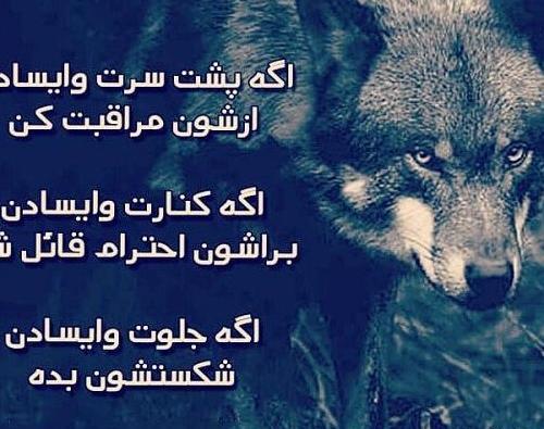 عکس گرگ نوشته غمگین