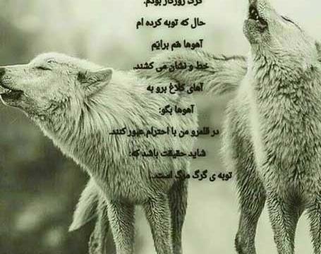 عکس گرگ نوشته غمگین