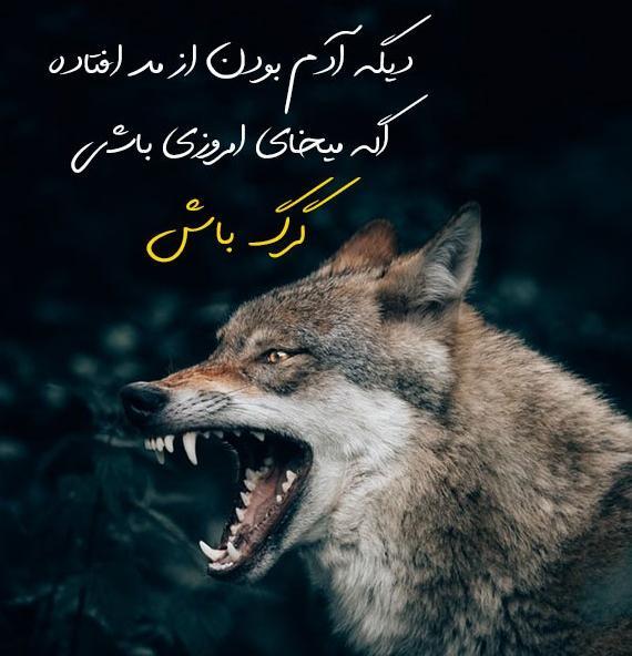 عکس گرگ نوشته غمگین