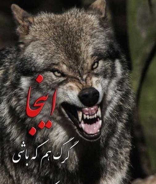 عکس گرگ نوشته غمگین
