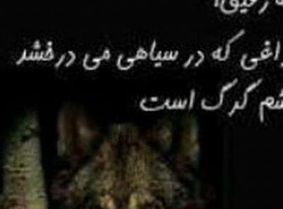 عکس گرگ نوشته غمگین