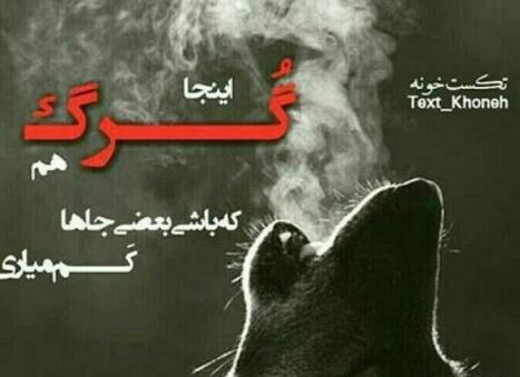 عکس گرگ نوشته غمگین