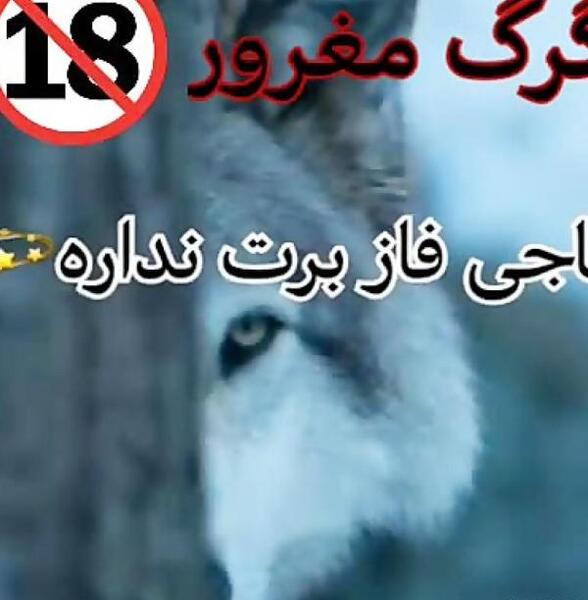 عکس گرگ نوشته غمگین
