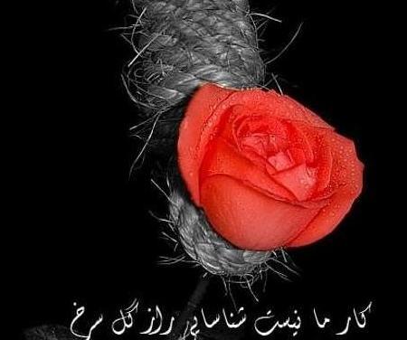عکس گرگ نوشته غمگین