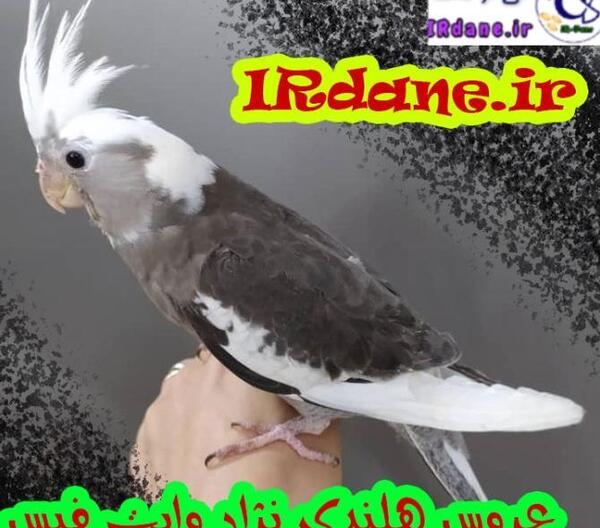 عکس عروس هلندی نژاد وایت فیس